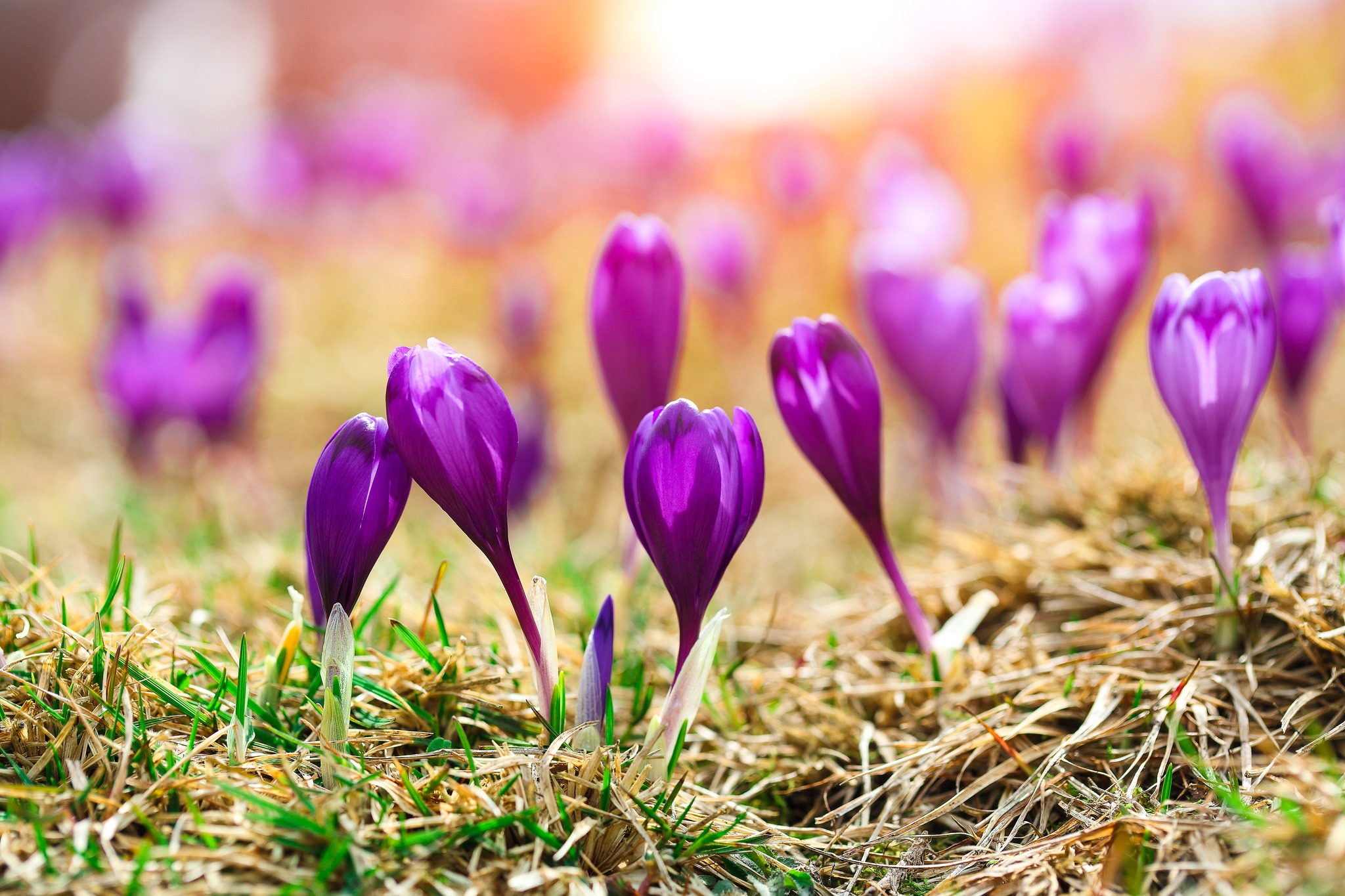 În căutare de flori de primăvară până la Cabana Curmătura